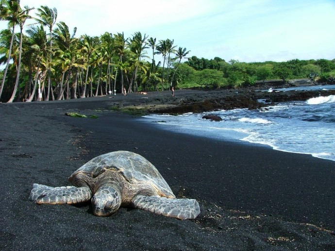 Sea turtles come up onto the black sand at Punalu'u. Photo credit: HawaiianScribe Sea turtles come up onto the black sand at Punalu'u. Photo credit: HawaiianScribe