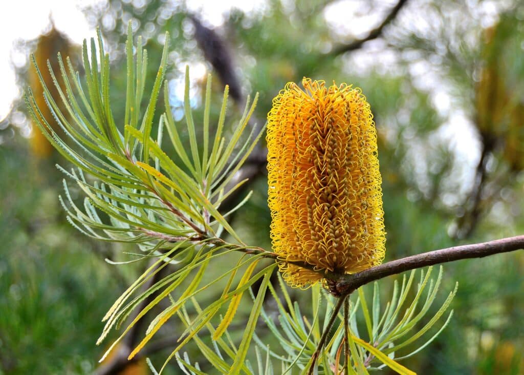 Banksia spinulosa in Kahanu National Tropical Botanical Garden, Mauihateii hawiia hawaii. hawaiii hawiaii hwaii hawaai hawall hawii hawwai hawwaii hawwii hiwaii haiwaii hawia hawwi 2535814331