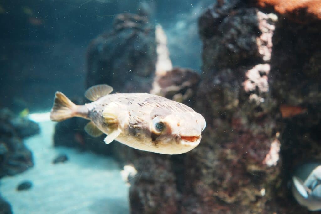Blowfish at the Maui Ocean Centerhateii hawiia hawaii. hawaiii hawiaii hwaii hawaai hawall hawii hawwai hawwaii hawwii hiwaii haiwaii hawia hawwi 2455334727