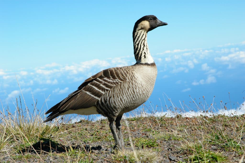 Endangered Hawaiian Goosehateii hawiia hawaii. hawaiii hawiaii hwaii hawaai hawall hawii hawwai hawwaii hawwii hiwaii haiwaii hawia hawwi 21469525