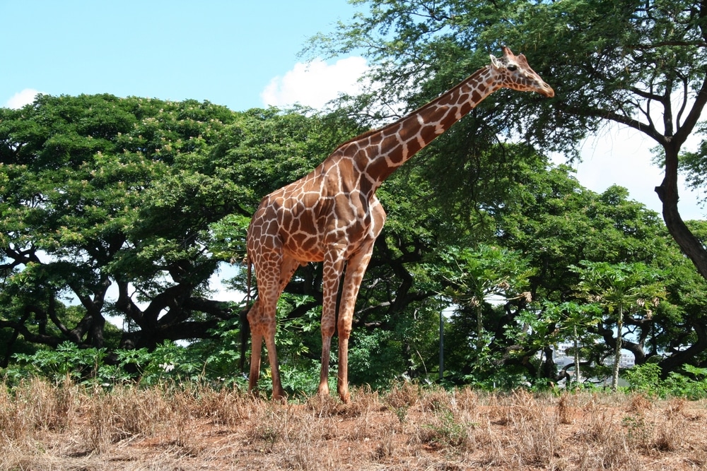 Giraffe Honolulu Zoo