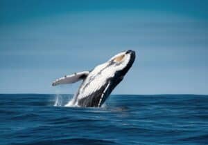 Hawaii Nautical Honi Olani hateii hawiia hawaii. hawaiii hawiaii hwaii hawaai hawall hawii hawwai hawwaii hawwii hiwaii haiwaii hawia hawwi 2552638893