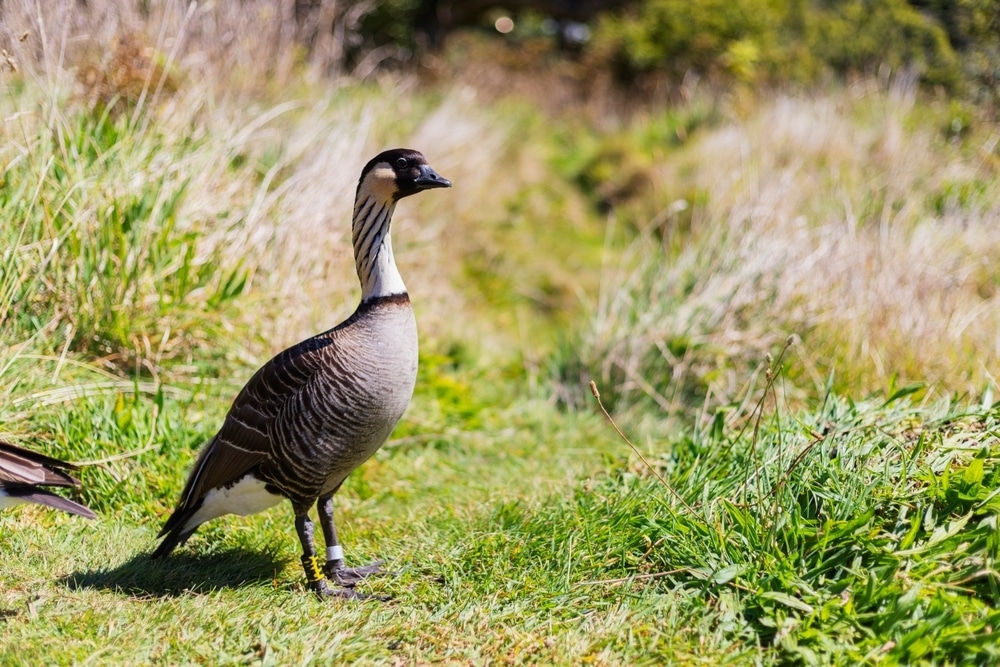 Hawaiian goose Honolulu Zoo