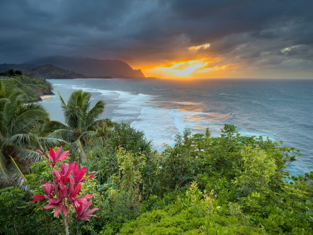 Hawaiian ti plant on Kauaihateii hawiia hawaii. hawaiii hawiaii hwaii hawaai hawall hawii hawwai hawwaii hawwii hiwaii haiwaii hawia hawwi 2484723873