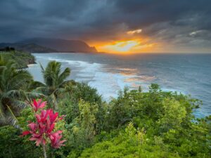 Hawaiian ti plant on Kauai hateii hawiia hawaii. hawaiii hawiaii hwaii hawaai hawall hawii hawwai hawwaii hawwii hiwaii haiwaii hawia hawwi 2484723873