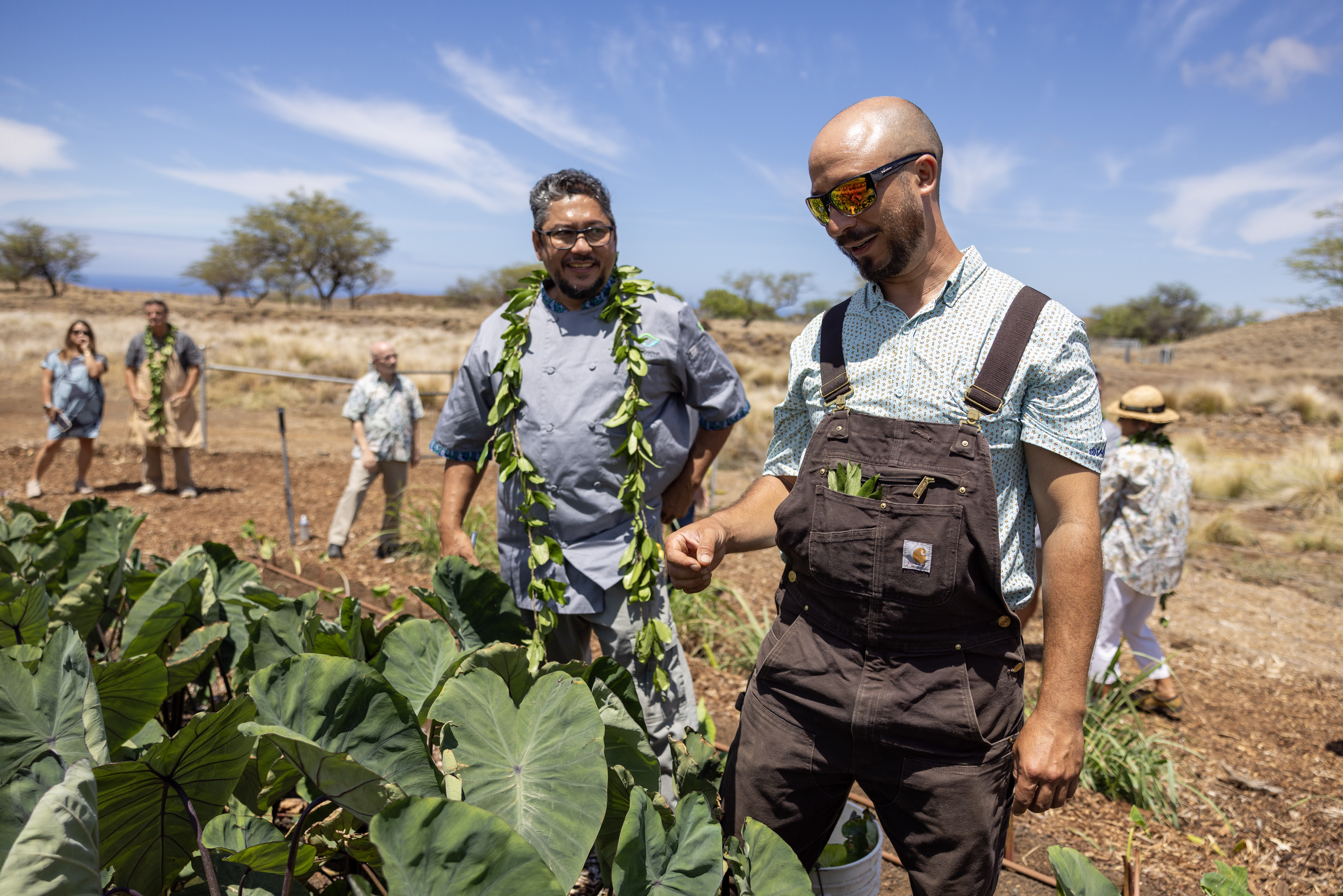 Chef and farmer on a farm in front of taro plant.
