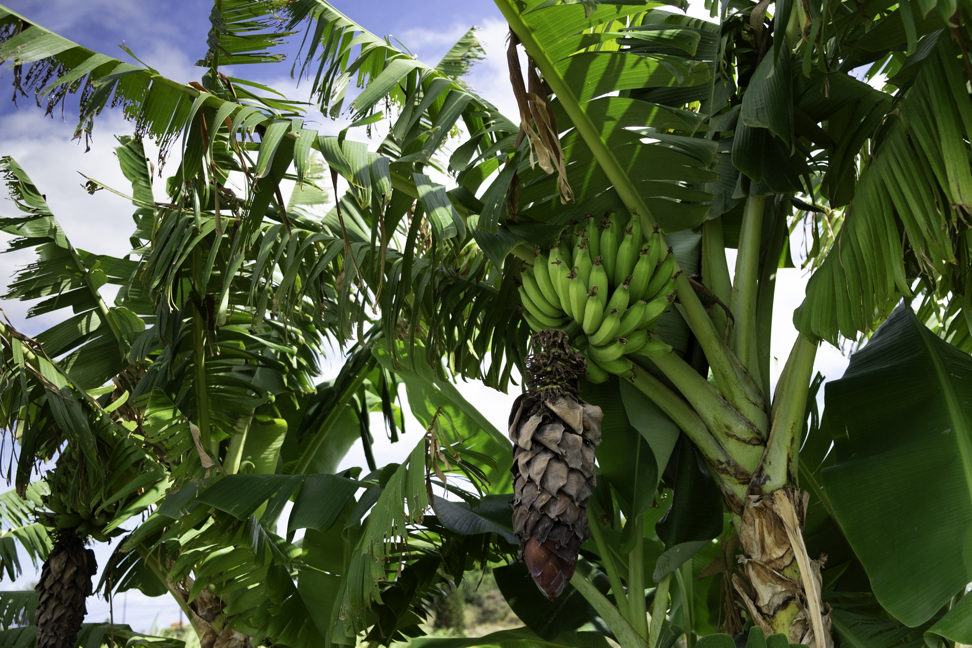 bananas on a banana tree on farm