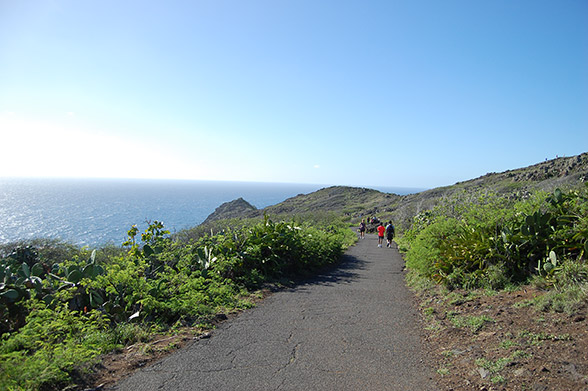 Image of humpback whales