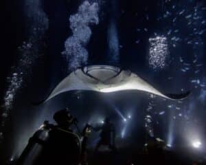 Manta Ray Night Diverm Big Island Divers