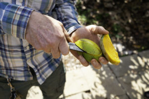 Man slicing a mango