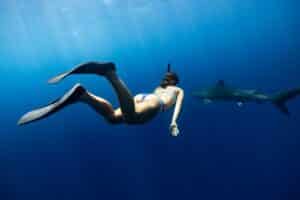 Shark diving with Nick Loewenstine on Oʻahu.