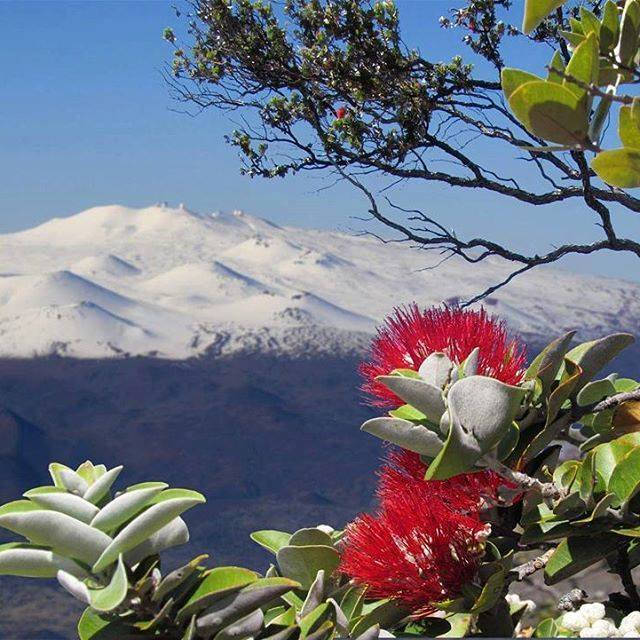Ohi'a lehua flower with snow on Mauna Kea in background. Credit: Hawai'i Visitors Bureau Red flower and snow on mountain