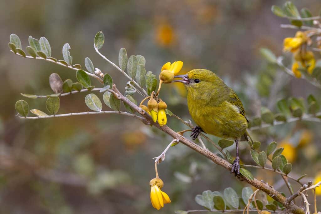 The endangered 'Amakihi, a honey creeper2282854771 hateii hawiia hawaii. hawaiii hawiaii hwaii hawaai hawall hawii hawwai hawwaii hawwii hiwaii haiwaii hawia hawwi