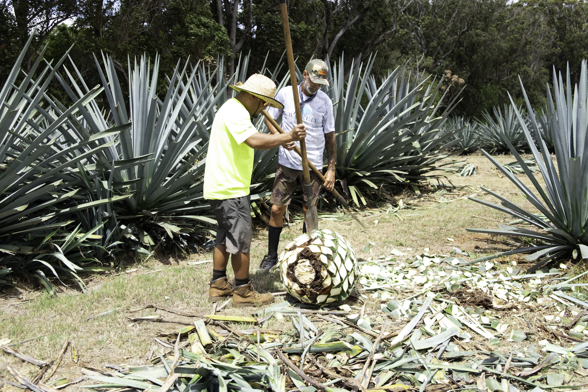Men harvesting agave in a field