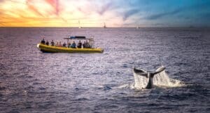 Whale watching in the hawaii islands hateii hawiia hawaii. hawaiii hawiaii hwaii hawaai hawall hawii hawwai hawwaii hawwii hiwaii haiwaii hawia hawwi 2285140045